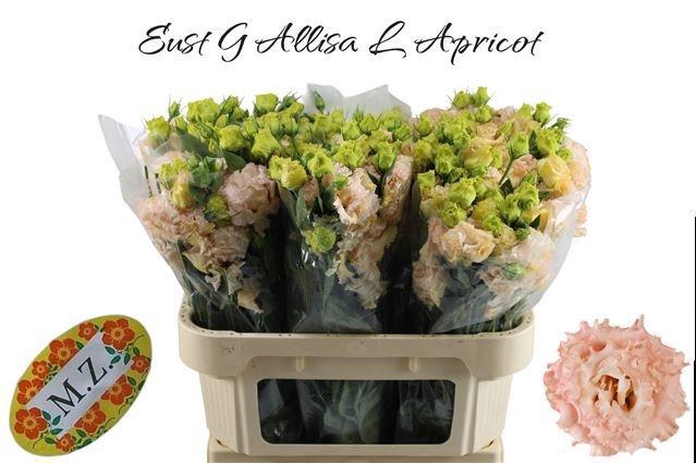 <h4>EUS G ALISSA L APRIC</h4>