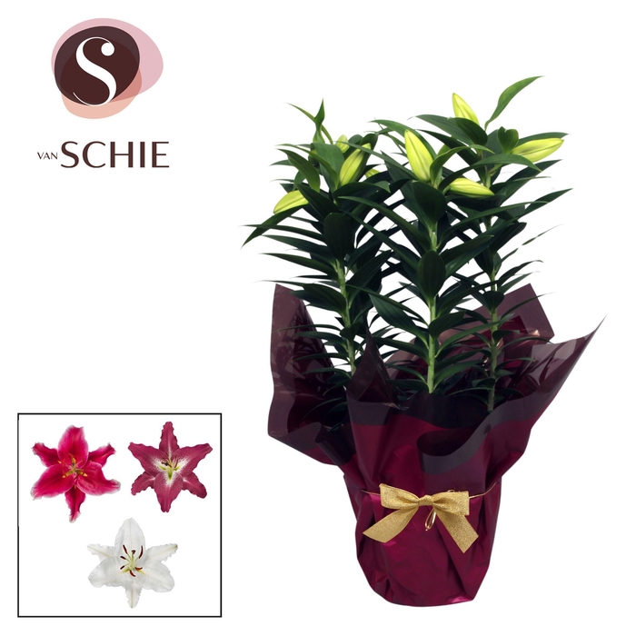 Oriental Mix p19 Rondella LUXE