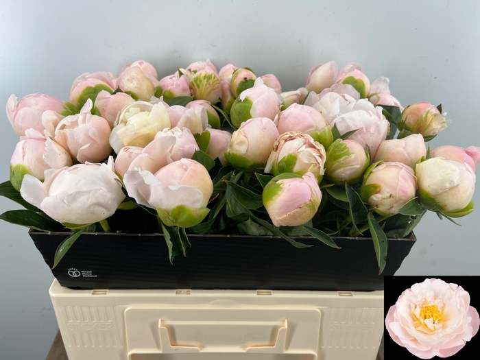 <h4>PAEO L MISS AMERICA</h4>