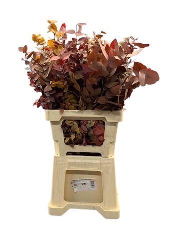 <h4>Euca Stuartiana Gestab. Autumn</h4>