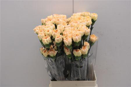 <h4>Di St Caroline Gold</h4>