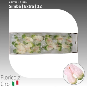 Anthurium Simba
