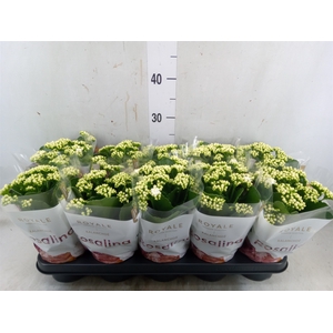 Kalanchoe blos. 'RosDon Dione'