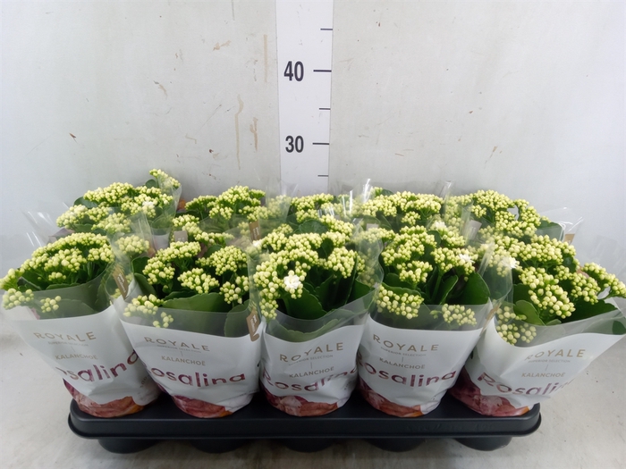 <h4>Kalanchoe blos. 'RosDon Dione'</h4>
