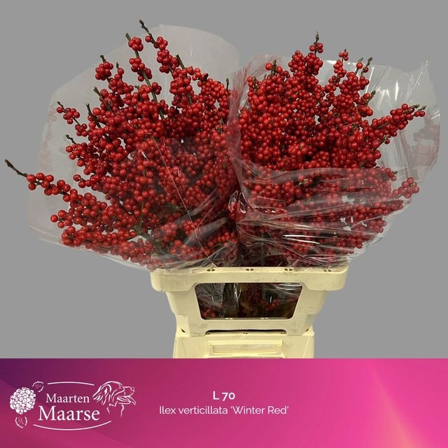 <h4>Ilex verticillata L 7</h4>