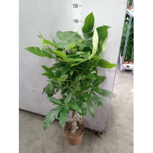 Pachira aquatica