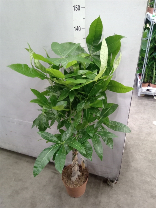 <h4>Pachira aquatica</h4>