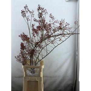 Rozenbottel Corallo Rosefruits