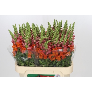 Antirrhinum Animation Orange
