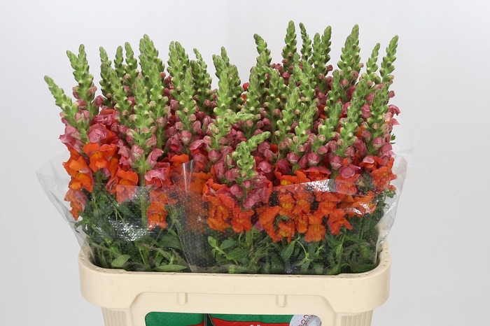 <h4>Antirrhinum Animation Orange</h4>