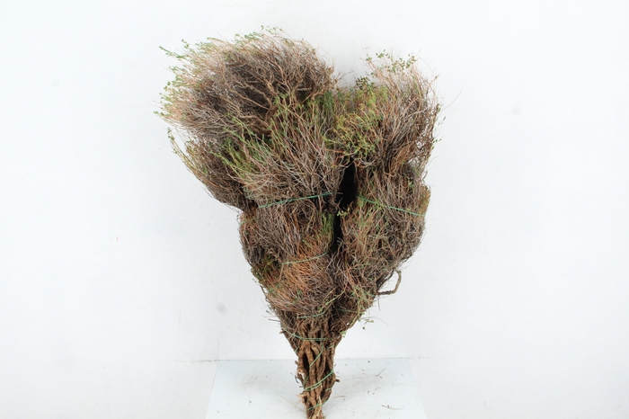 <h4>EUPHORBIA SPINOZA 350GR</h4>