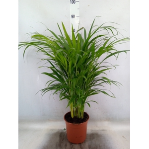 Dypsis lutescens   ...Chrysalidoca