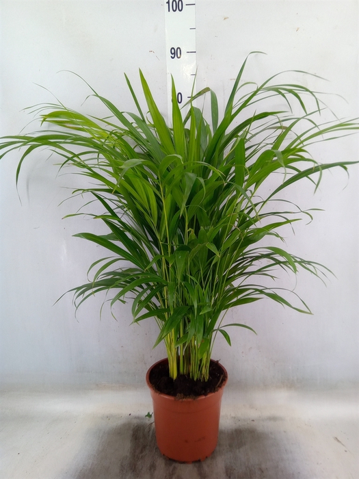 <h4>Dypsis lutescens   ...Chrysalidoca</h4>