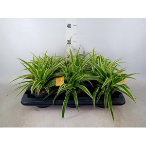 Chlorophytum com. 'Ocean'