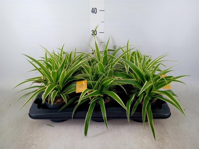 <h4>Chlorophytum com. 'Ocean'</h4>