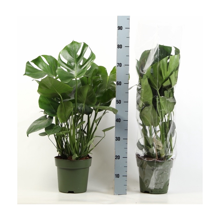 <h4>Monstera deliciosa 21Ø 75cm 6pp</h4>