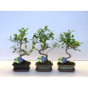 Ficus retusa, 15cm., shape, with drip tray