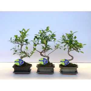 Ficus retusa, 15cm., shape, with drip tray