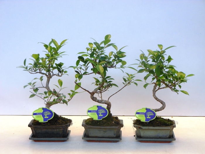 <h4>Ficus retusa, 15cm., shape, with drip tray</h4>