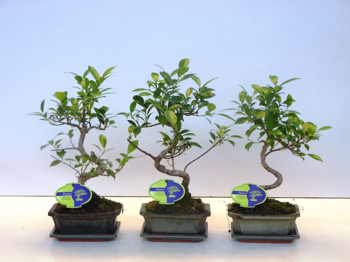 <h4>Ficus retusa, 15cm., shape, with drip tray</h4>