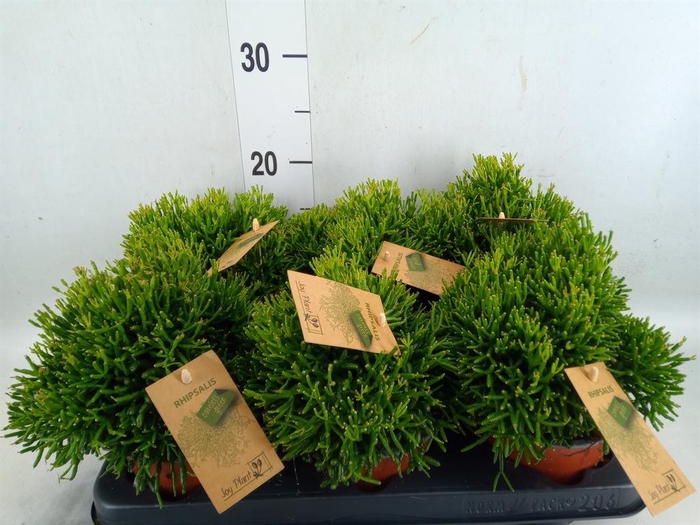 <h4>Rhipsalis   ...</h4>