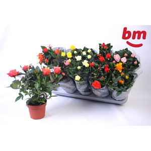 RO B MONDE GEM 6 SRT