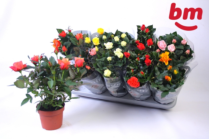 <h4>RO B MONDE GEM 6 SRT</h4>