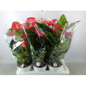 Anthurium andr. 'Minnesota'