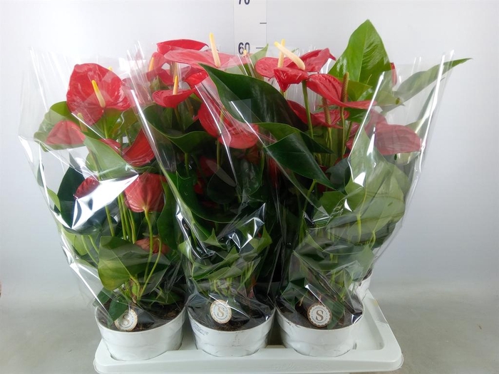<h4>Anthurium andr. 'Minnesota'</h4>