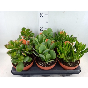 Crassula   ...mix