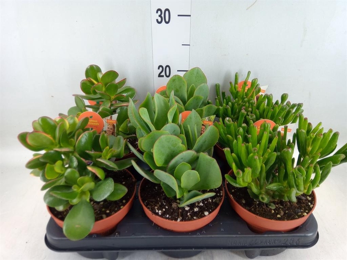 <h4>Crassula   ...mix</h4>