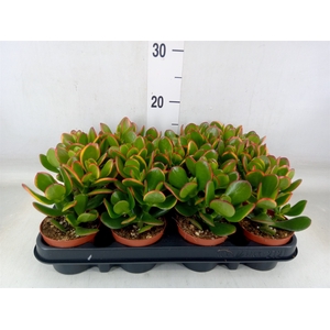 Crassula ovata 'Sunset'
