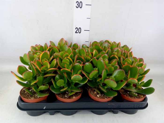 <h4>Crassula ovata 'Sunset'</h4>