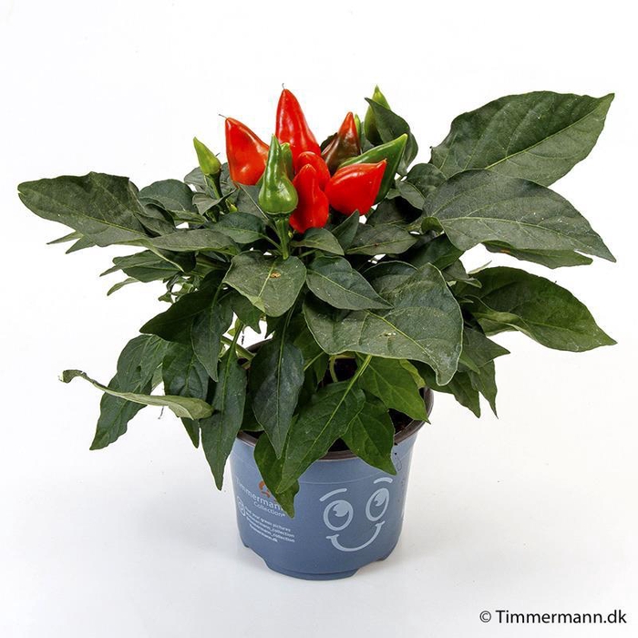 <h4>CAPSICUM ANNUUM Sierplant</h4>