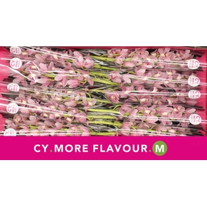 Mini cymbidium 'Solo' 60 cm