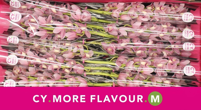 <h4>Mini cymbidium 'Solo' 60 cm</h4>