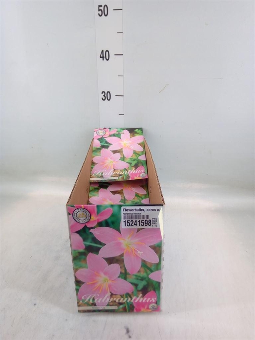 <h4>Flowerbulbs, corns or tubers   ...</h4>
