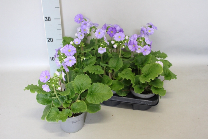 <h4>PRIM OB TW GEM</h4>