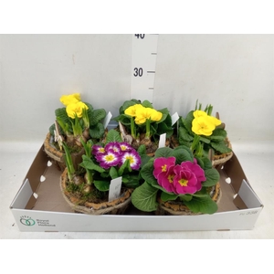 Arr.   Tuinplanten L%