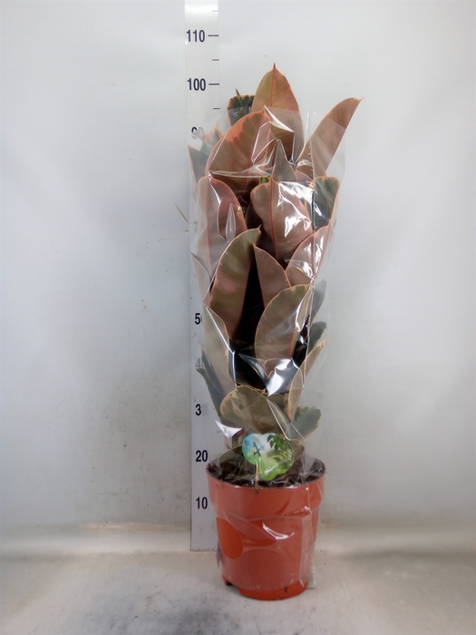 <h4>Ficus elastica 'Belize'</h4>