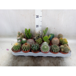 Cactus   ...mix