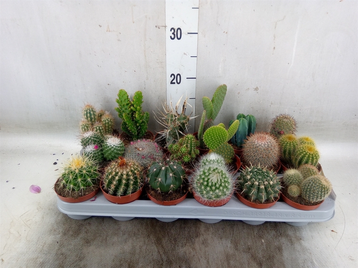 <h4>Cactus   ...mix</h4>