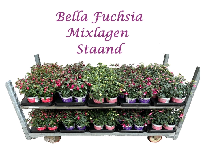 <h4>Fuchsia Bella</h4>