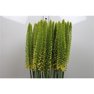 Eremurus Yellow Cleo