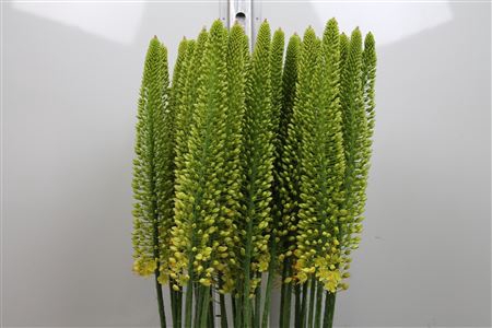 <h4>Eremurus Yellow Cleo</h4>