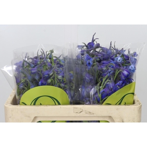 Delph En Belladonna Volkerfrieden Oriental Blue