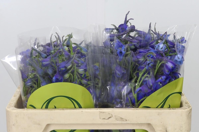 <h4>Delph En Belladonna Volkerfrieden Oriental Blue</h4>