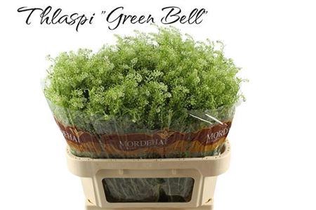 <h4>Lepidium Green Bell</h4>