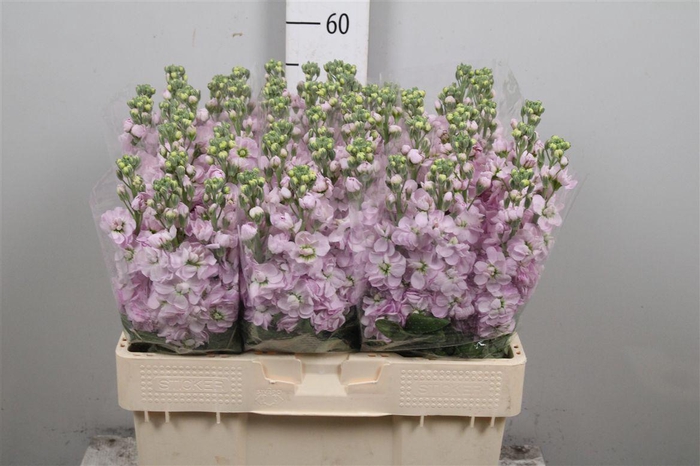 <h4>Matth Mathilda Pink</h4>