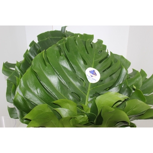 FOLH MONSTERA DELIC. 050 CM